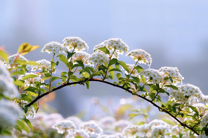 Seasonal Blooms