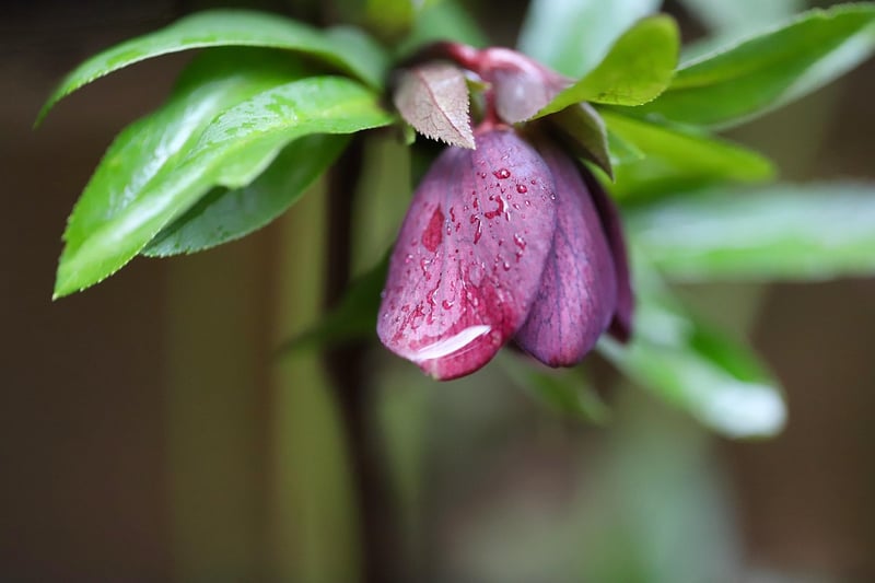Winter Blooms