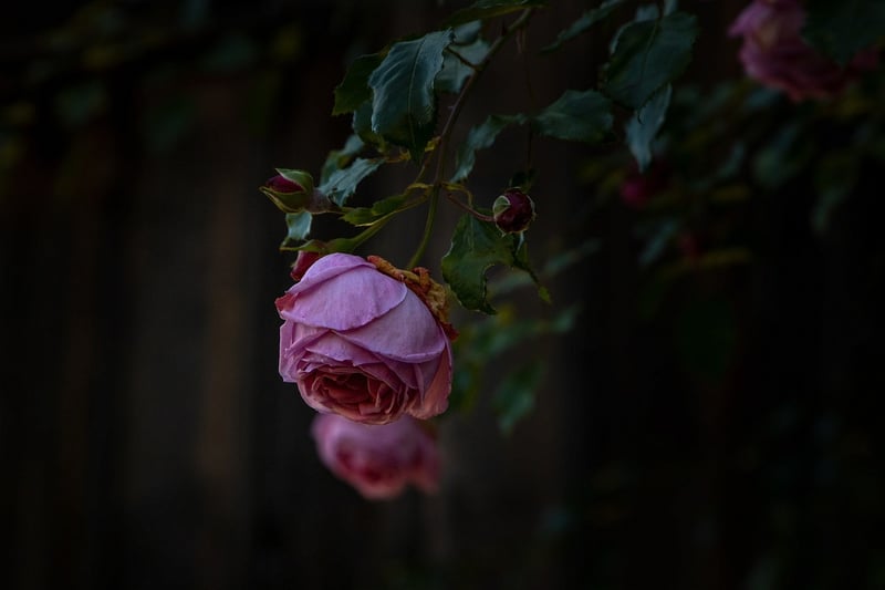 Roses in Summer