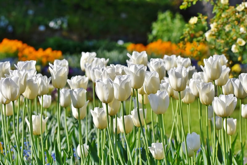Tulips in Spring