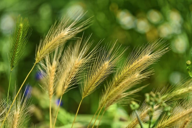 Weeds in a garden